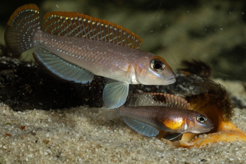Lamprologus ornatipinnis 'Mwamgongo'